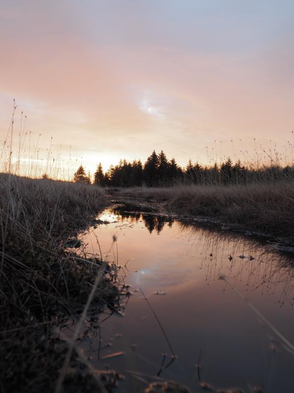 Sample (Dolly Sods Sunrise)