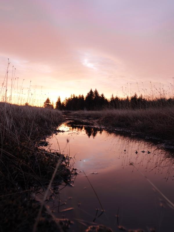 Sample (Dolly Sods Sunrise)