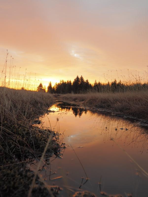 Sample (Dolly Sods Sunrise)