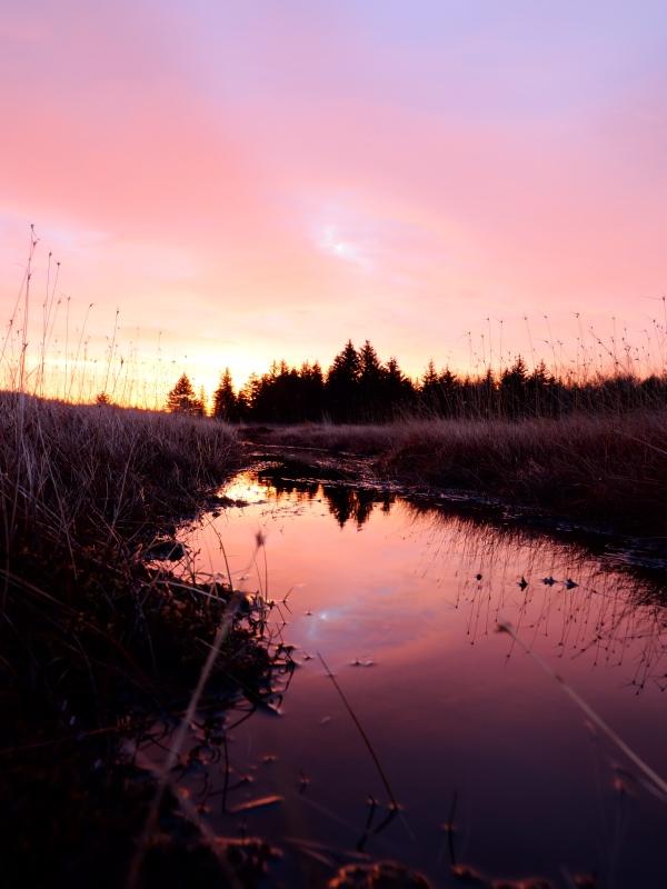 Sample (Dolly Sods Sunrise)
