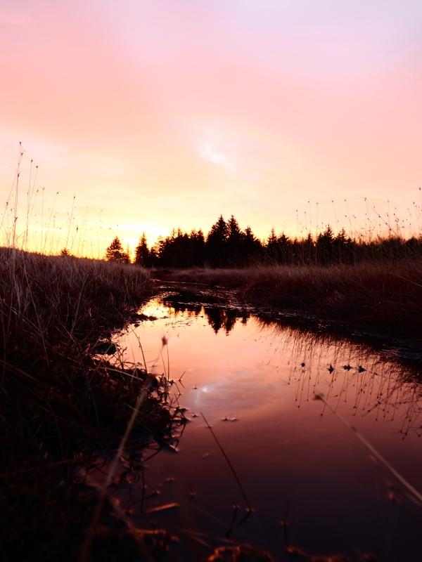 Sample (Dolly Sods Sunrise)