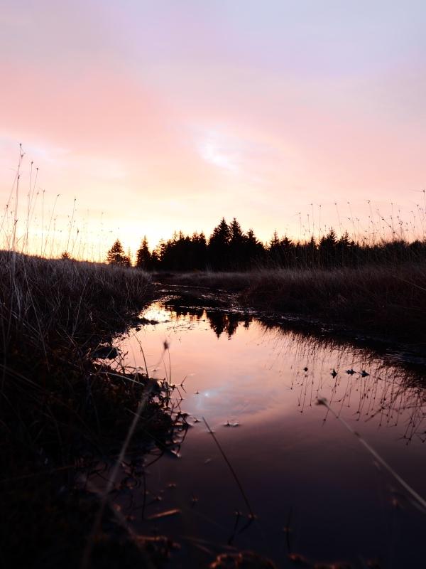 Sample (Dolly Sods Sunrise)