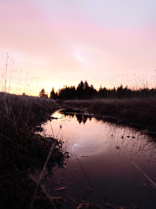 Sample (Dolly Sods Sunrise)