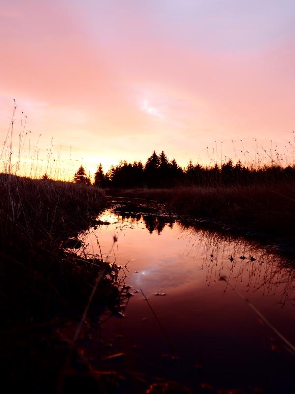Sample (Dolly Sods Sunrise)