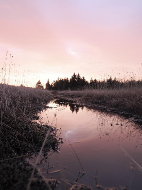 Sample (Dolly Sods Sunrise)