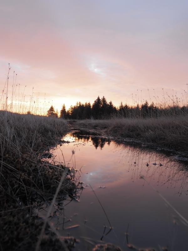 Sample (Dolly Sods Sunrise)