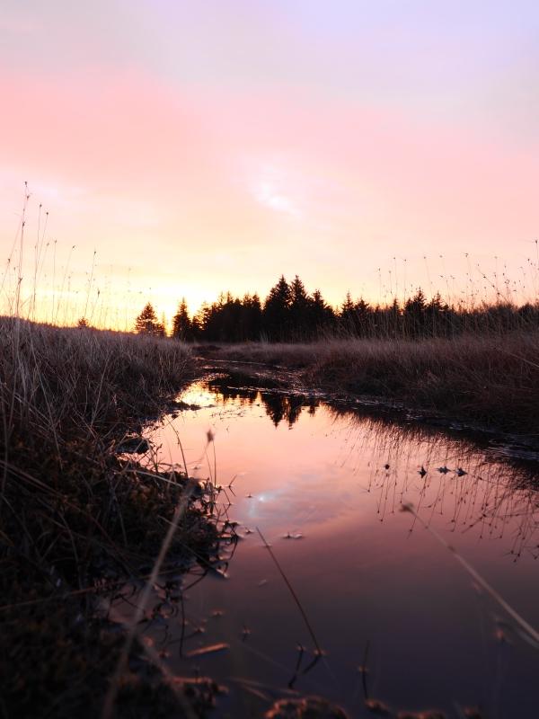 Sample (Dolly Sods Sunrise)