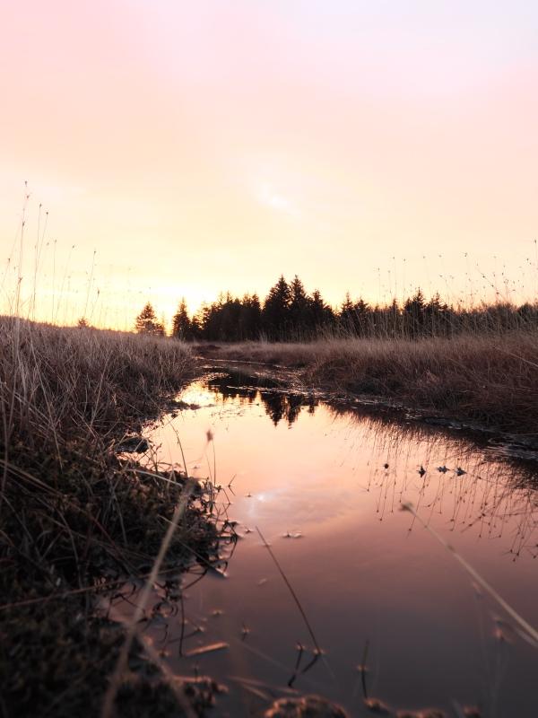 Sample (Dolly Sods Sunrise)