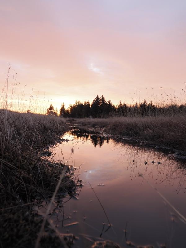 Sample (Dolly Sods Sunrise)