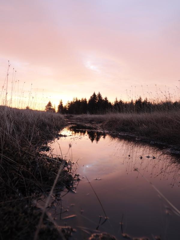 Sample (Dolly Sods Sunrise)