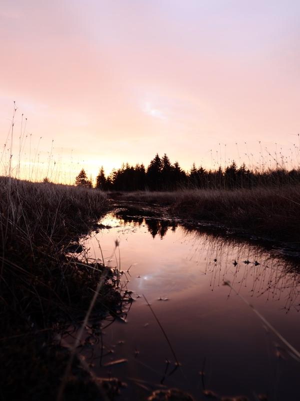 Sample (Dolly Sods Sunrise)