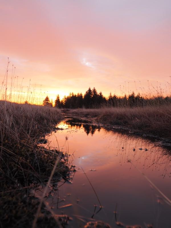 Sample (Dolly Sods Sunrise)