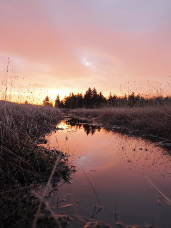 Sample (Dolly Sods Sunrise)