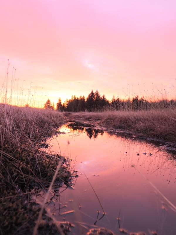 Sample (Dolly Sods Sunrise)