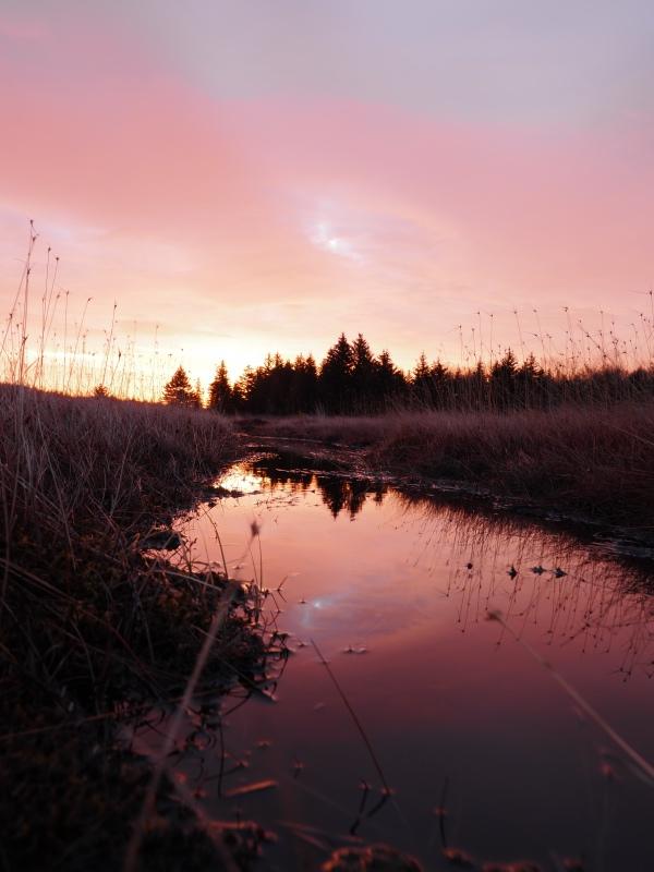 Sample (Dolly Sods Sunrise)