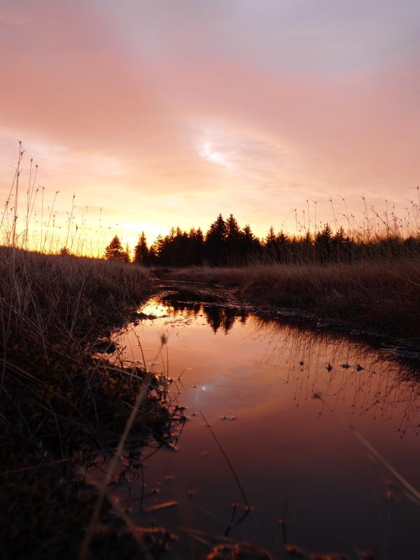 Sample (Dolly Sods Sunrise)