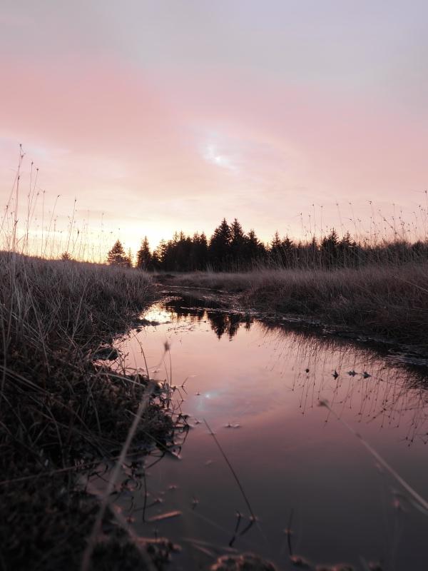 Sample (Dolly Sods Sunrise)