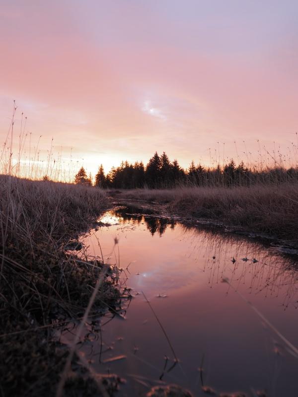 Sample (Dolly Sods Sunrise)