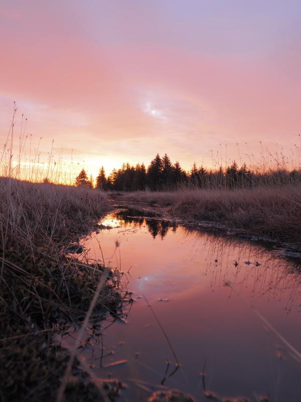 Sample (Dolly Sods Sunrise)